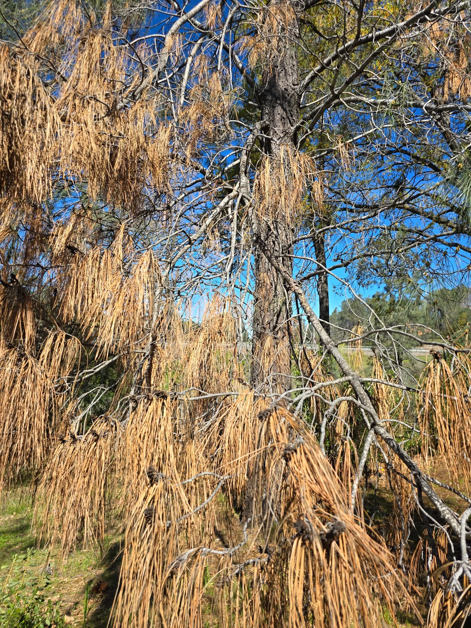 Bark Beetle Damage - real RAWE Vegetation Management project photo