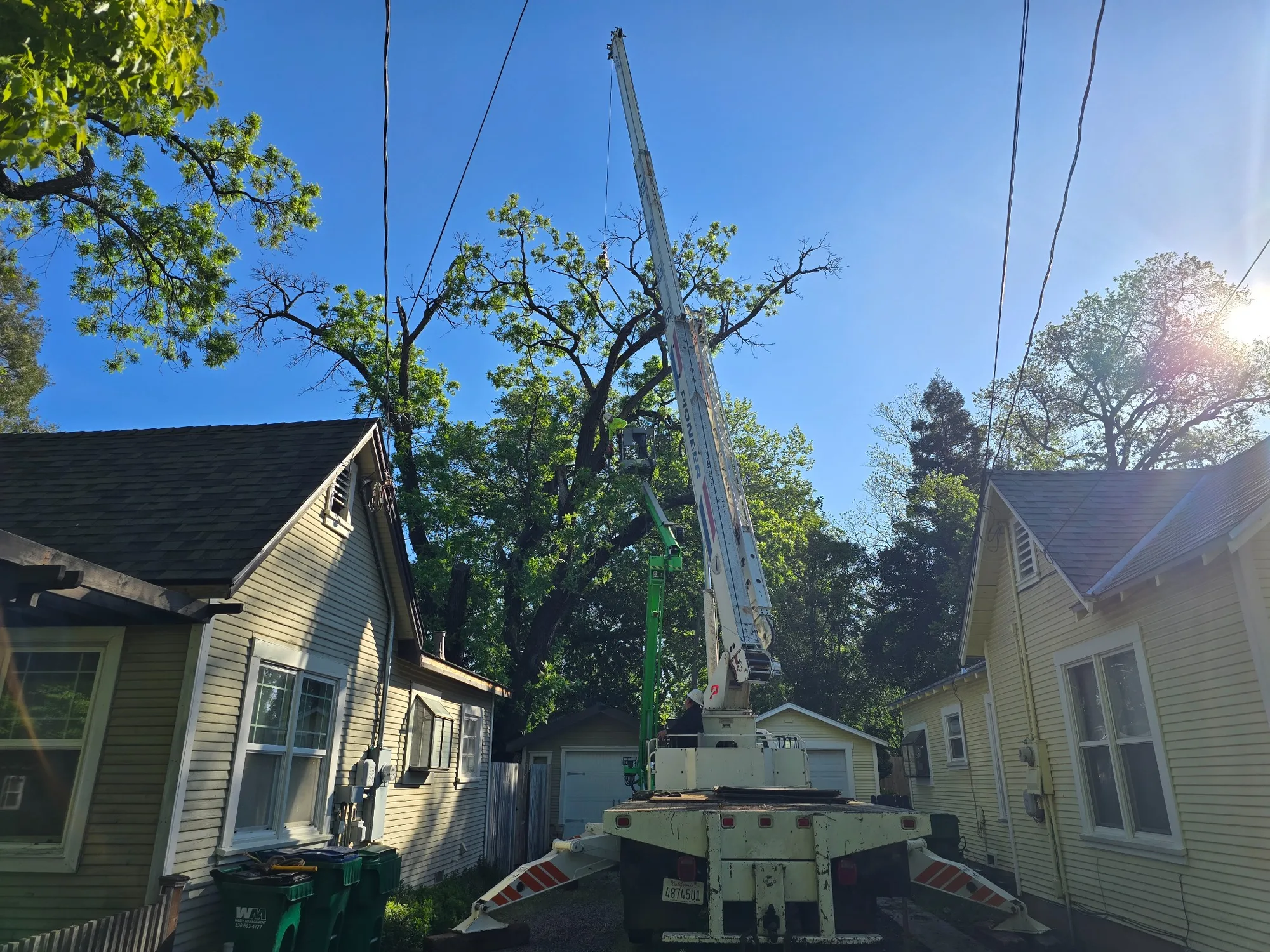 Crane Tree Work - real RAWE Vegetation Management project photo