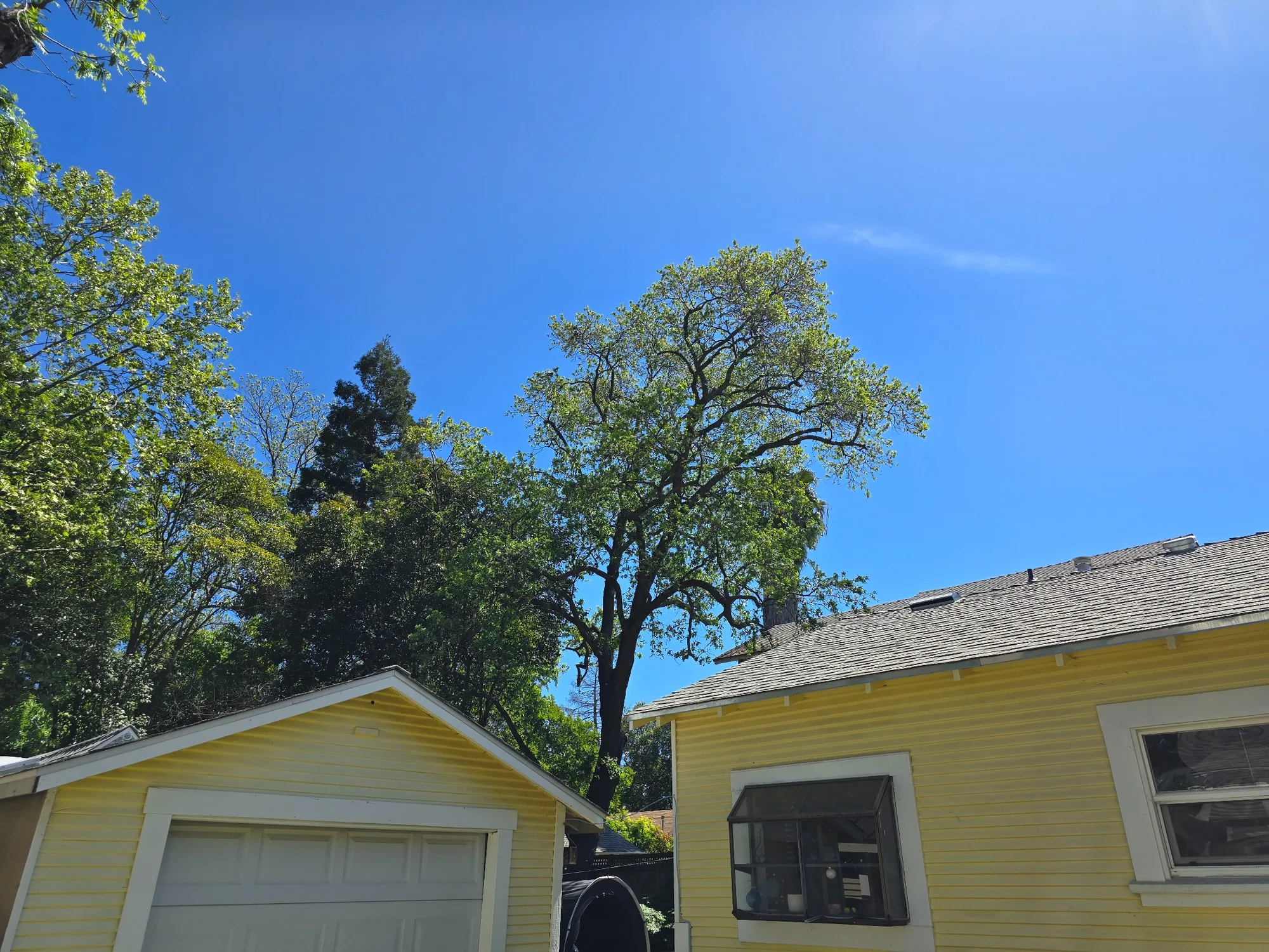 Finished Canopy - real RAWE Vegetation Management project photo
