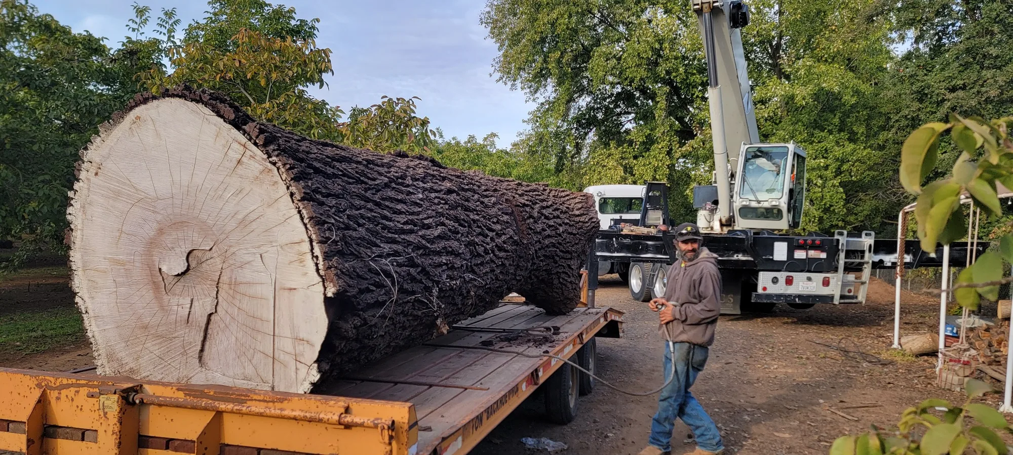 Large Log Handling - real RAWE Vegetation Management project photo