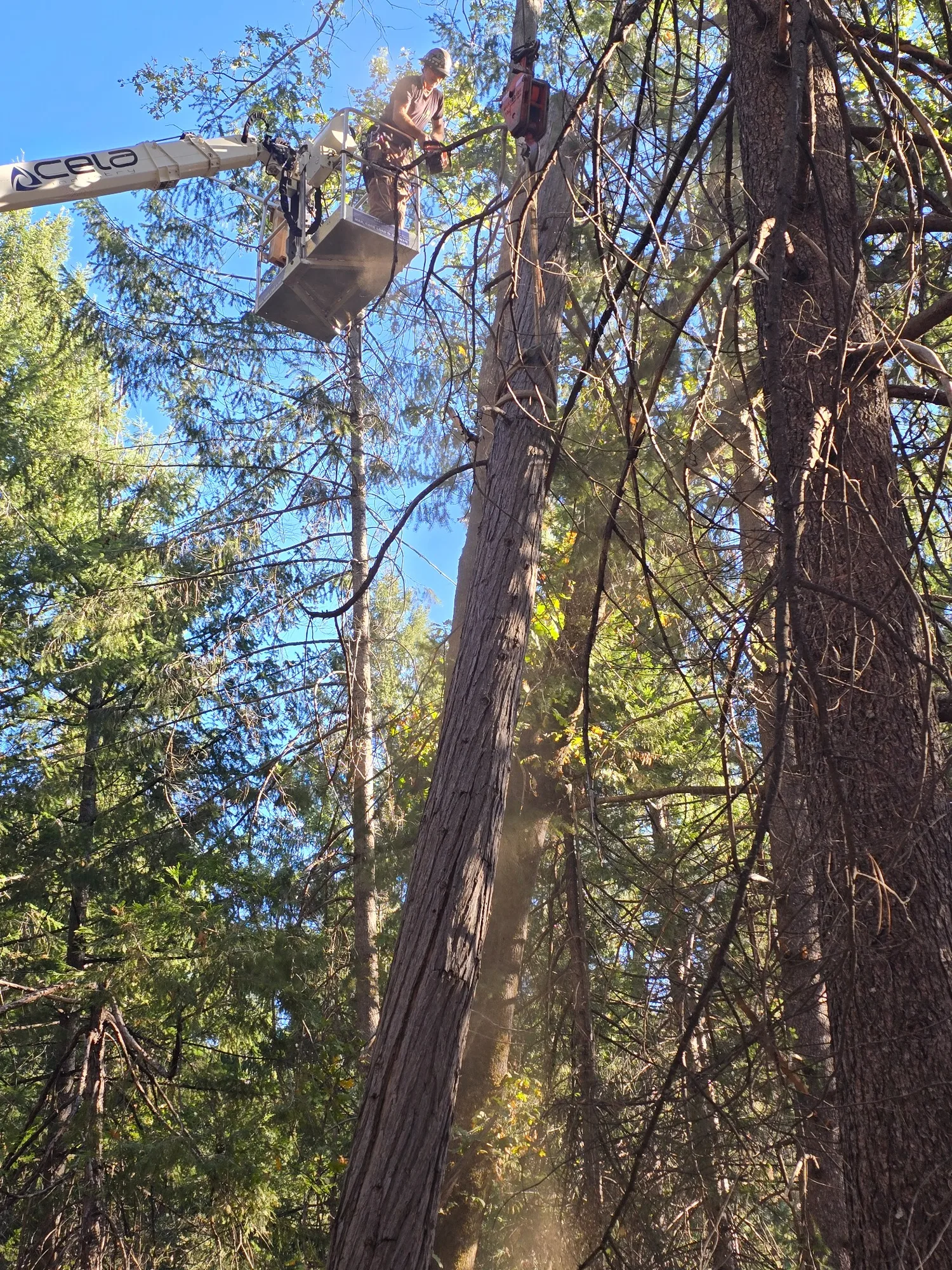 Precision Tree Cutting - real RAWE Vegetation Management project photo