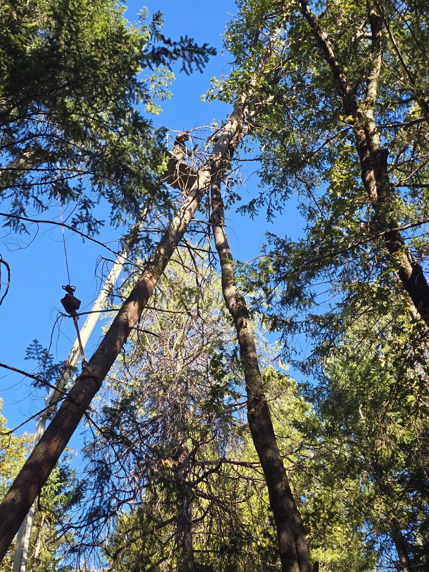 Spider-Lift Canopy Access - real RAWE Vegetation Management project photo