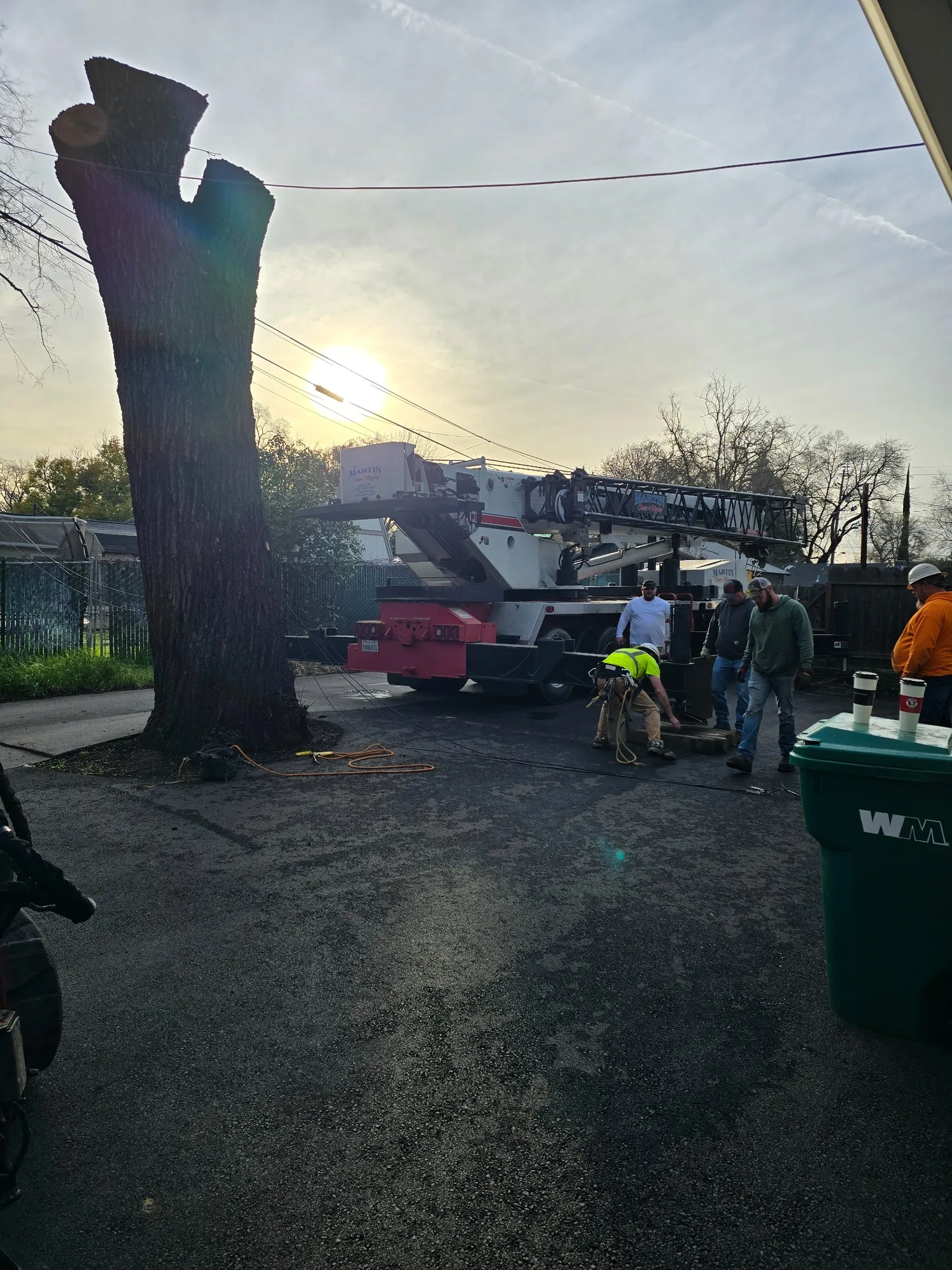 Street-Side Tree Removal - real RAWE Vegetation Management project photo