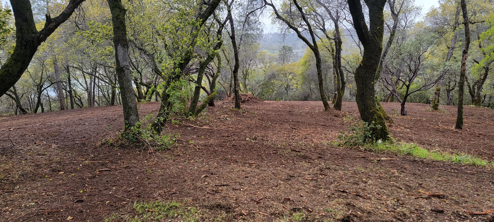 Woodland Maintenance - real RAWE Vegetation Management project photo
